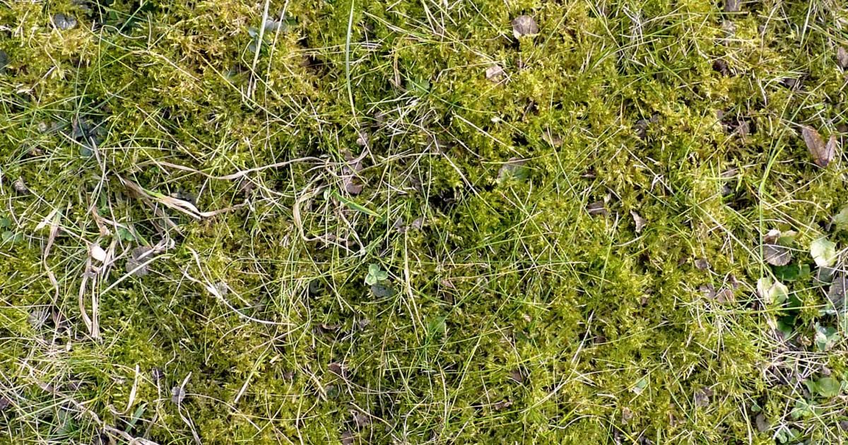 Moos im Rasen | Liebe Deinen Garten